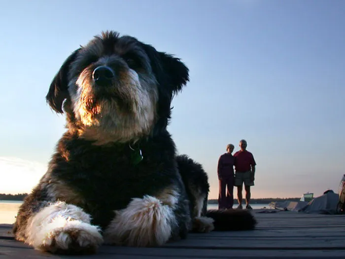 43 Perfectly Timed Photos That Turn Dogs Into Giants