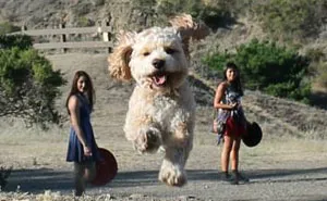 43 Perfectly Timed Photos That Turn Dogs Into Giants