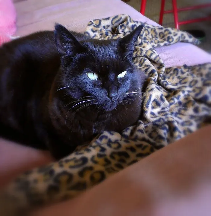 Venus, Adopted Last Year At 13, In A Rare Off-lap Moment