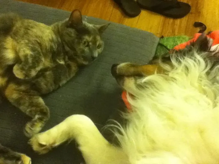 Our Beautiful Ellie Was 7 When We Adopted Her.  She Loves Her "little" Brother Ramsey!