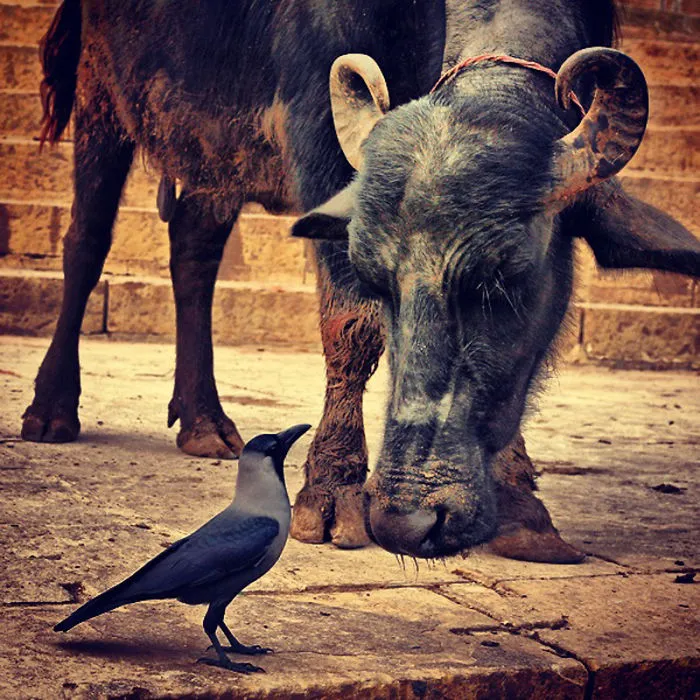 Gossip