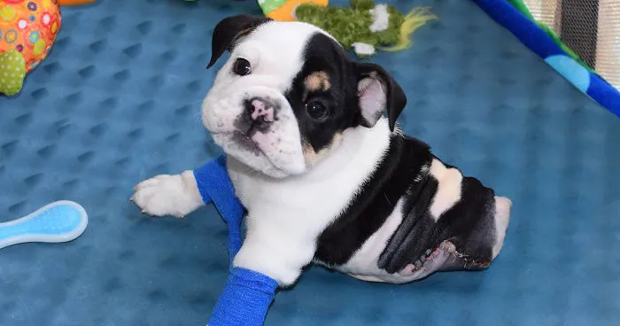 Half A Dog, Twice The Love: Rescued Puppy Born With 2 Legs Needs Your Help