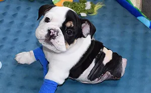 Half A Dog, Twice The Love: Rescued Puppy Born With 2 Legs Needs Your Help