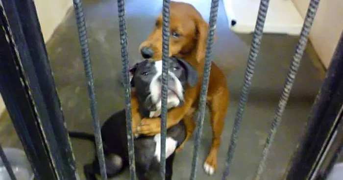 Shelter Dog Hugs Her Friend Hours Before Euthanasia And Saves Their Lives