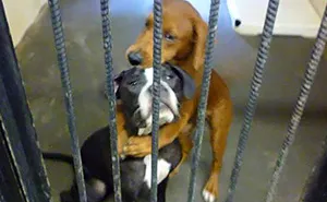 Shelter Dog Hugs Her Friend Hours Before Euthanasia And Saves Their Lives