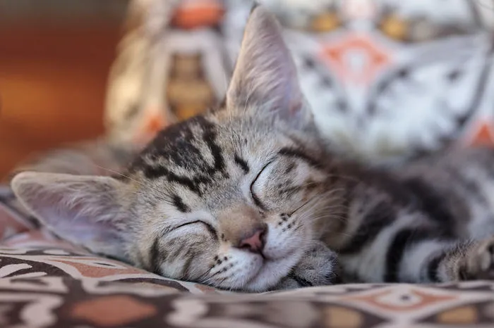 Simba Sleeping