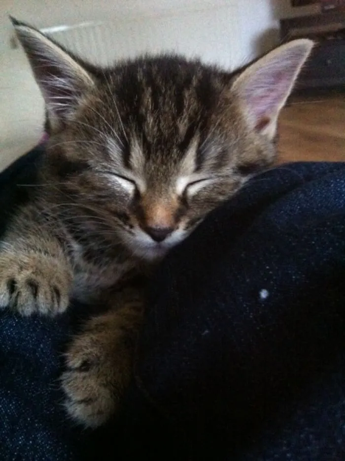 Comfy Nap