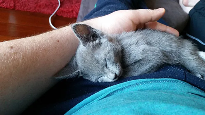 Sleeping Kitty