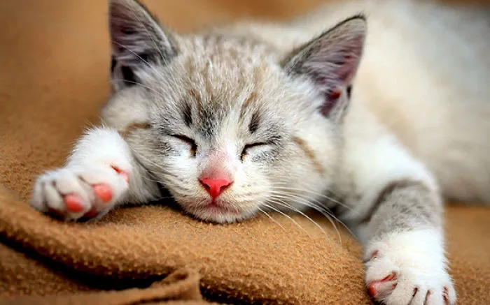 My Kitty Is Sleeping