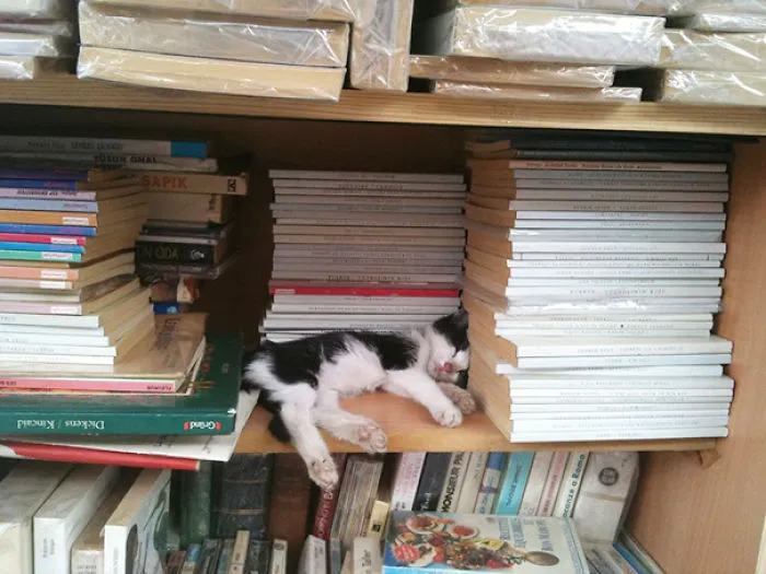 Sleeping Kitty