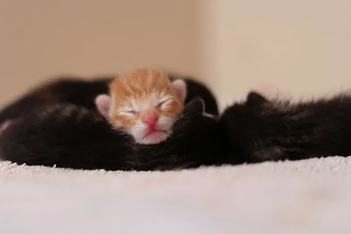Baby Kitten