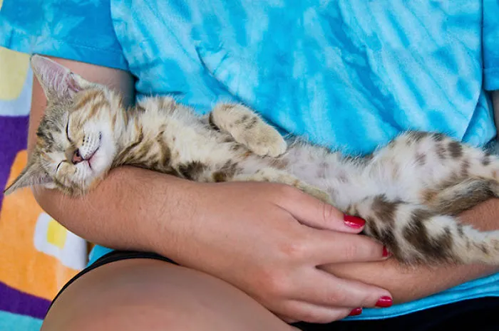 Happy Cat