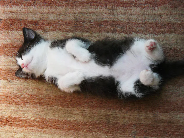 Funny Sleeping Cat