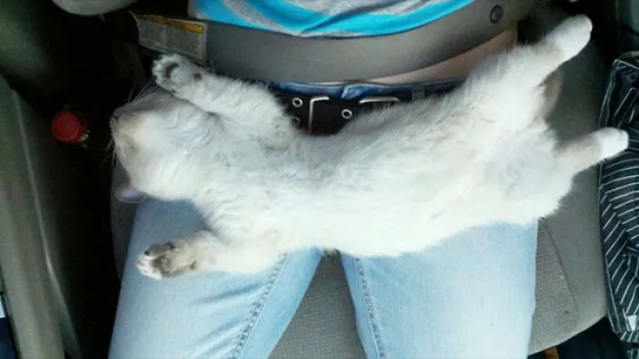 Sleeping Kitty