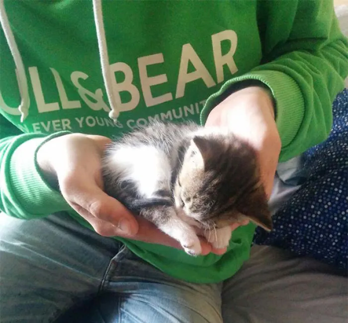 A Handful Of Kitty