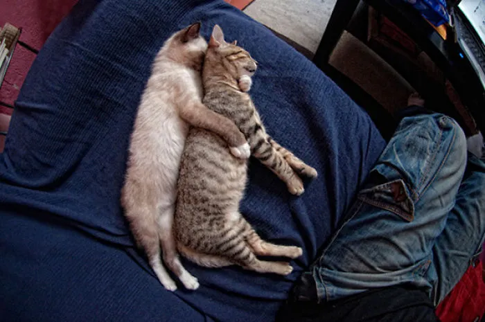 Sleeping Kitties