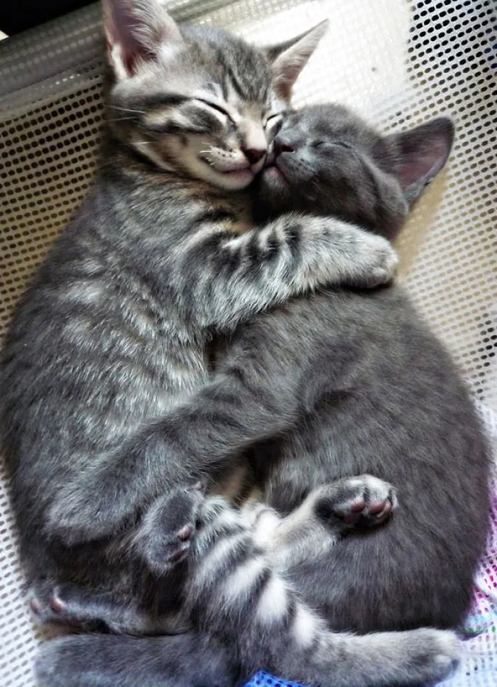 Tender And Ugli Brotherly Hug