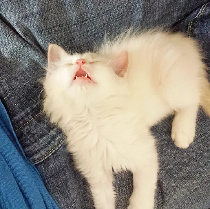 Got A New Kitty. Got This Picture After He Ran Around For Hours
