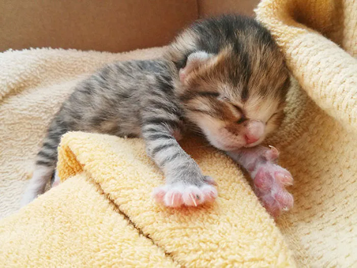 Here's A Baby Kitty Someone Left On My Boyfriend's Porch This Summer