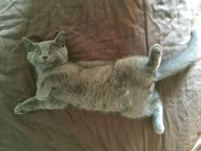 I Think My New Kitty Likes My Bed