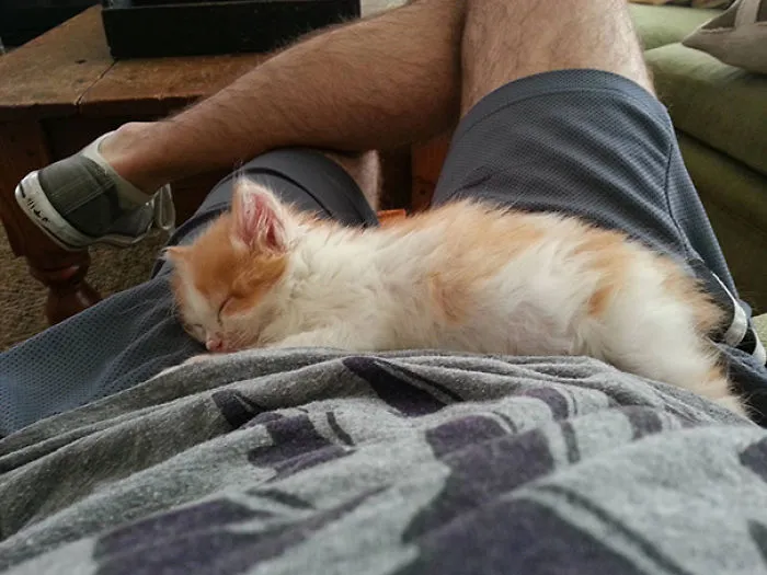 Sleeping Kitty