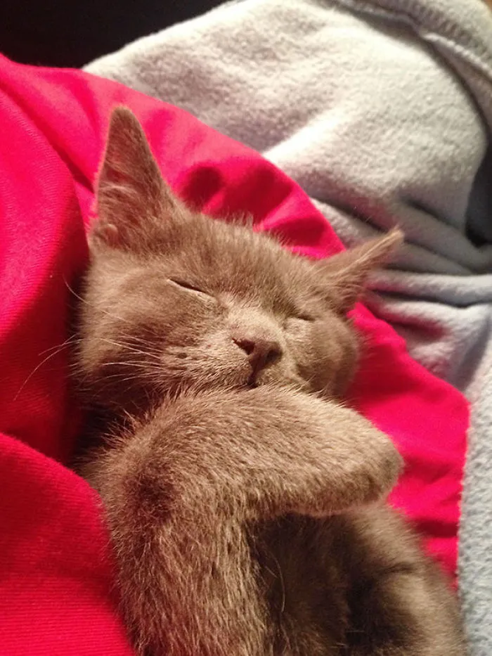 Cute Sleeping Kitty