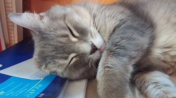 Sleeping Kitty