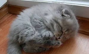 170 Sleepy Kittens Doing What They Do Best - Sleep
