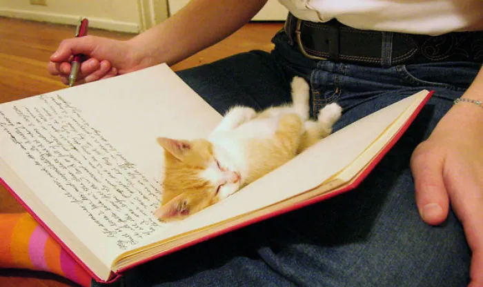 Sleeping Kitty