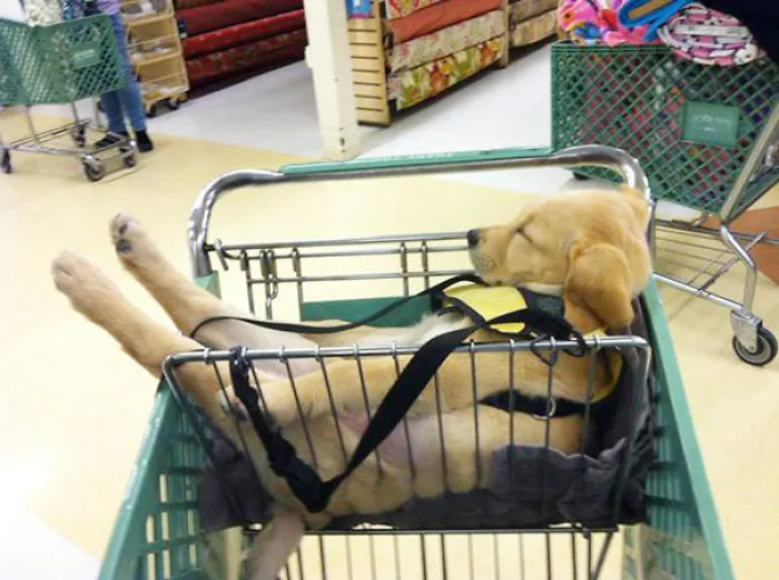 A Really Sleepy Puppy
