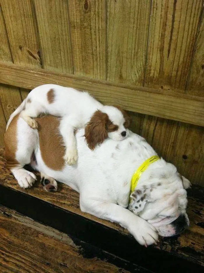 Great Spot To Take A Nap
