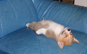 142 Puppies That Can Sleep Anywhere And Anytime