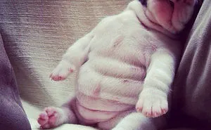 142 Puppies That Can Sleep Anywhere And Anytime