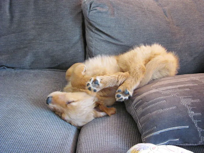 Puppy Sleeping