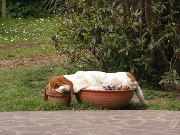 Basset Hound Sleeping In Flower Pots. Part Dog, Part Gravy