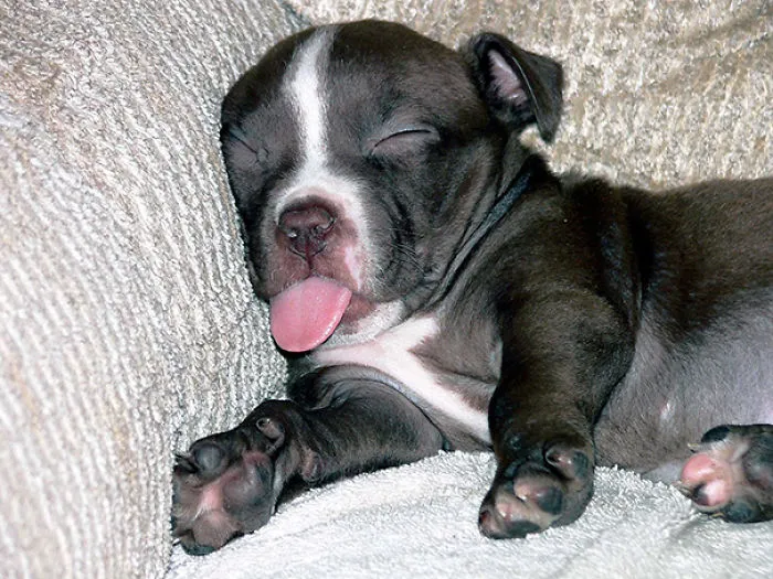 Sleepy Puppy