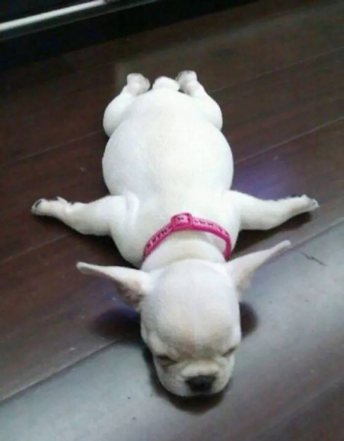 Sleeping Puppy