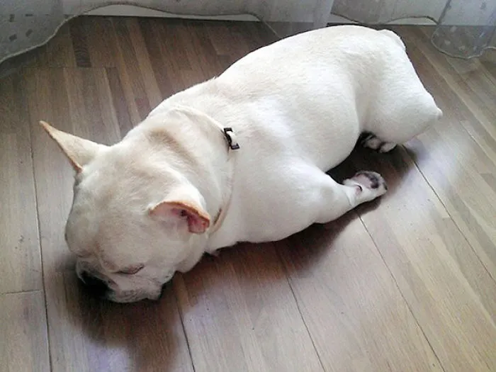Sleeping Puppy