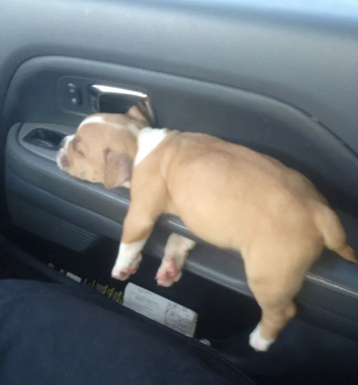 Peaches Sleeping On The Door Handle On Our Way Home