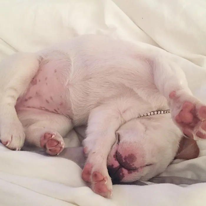 She Didn't Make It To Class The Day They Taught Sleeping In Puppy School