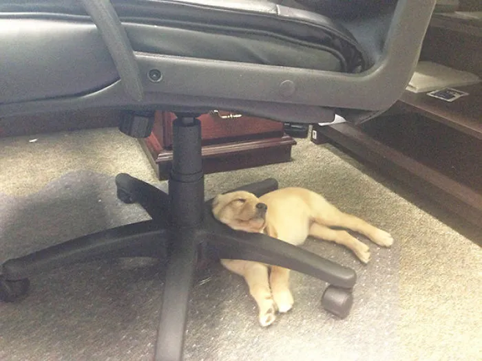 Behold The Champion Of Awkward Puppy Sleeping Positions