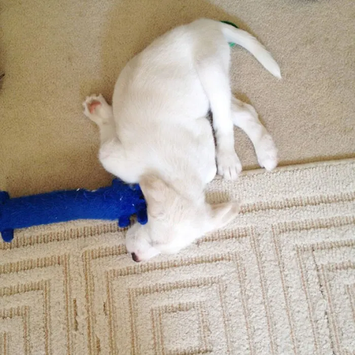 I Think My Dog Broked