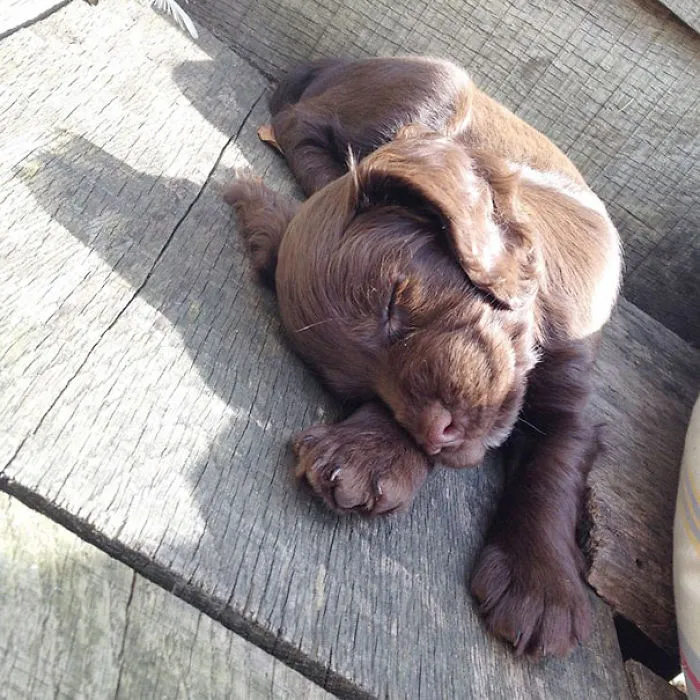New Puppy Nelly