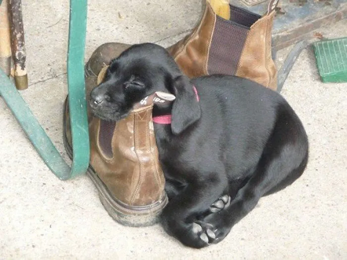 My Lab Puppy Sleeping On My Workboots