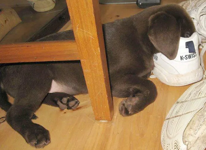 Puppy Sleeping