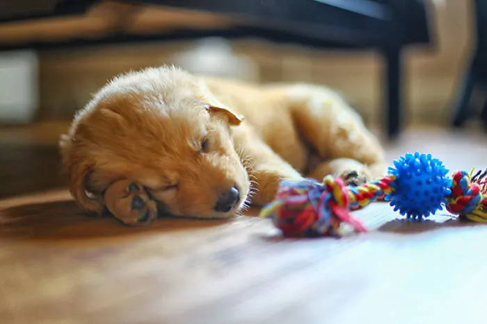 Our New Puppy Sleeping
