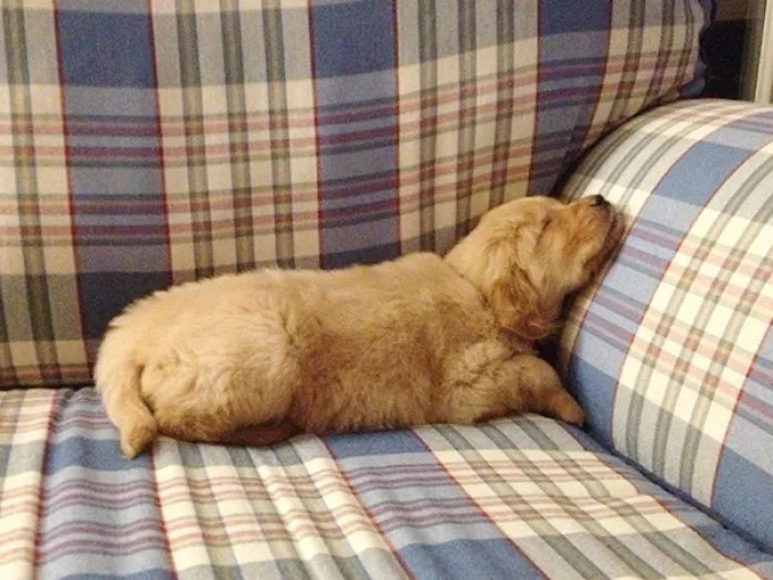 I Come Home From Work To A Sleeping 6 Week Old Puppy