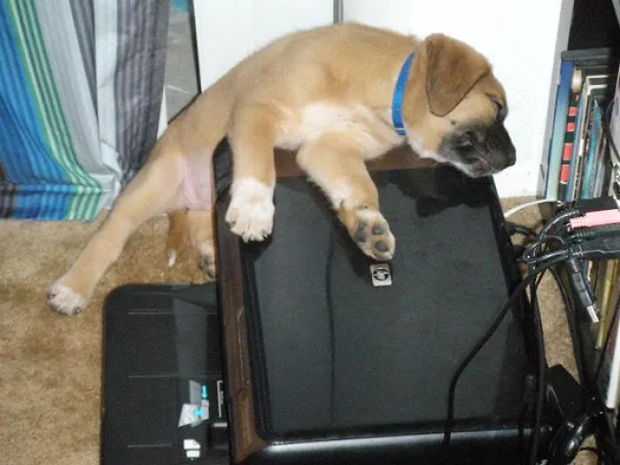 This Is How My Puppy Thinks Sleeping Works