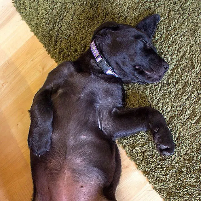 Cute Sleeping Puppy