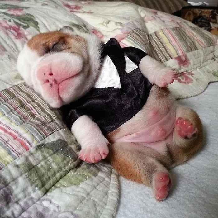 Sleeping Puppy